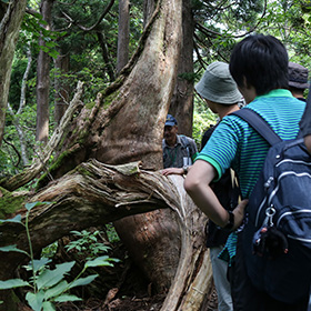 F. Osado Natural Giant Cedar Forest Trekking